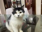 Persian Cat For Sell