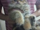 Persian cat for sell