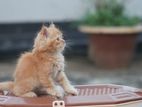 Persian Cat For Sell