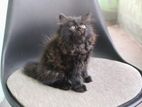 Persian Cat for sell