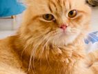 Persian Cat for sell