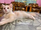 Persian cat for sell