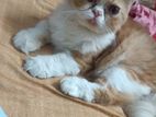 Persian Cat For Sell