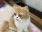 Persian Cat For Sell