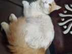 Persian Cat For Sell