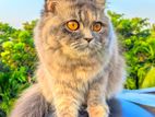 Persian Cat For sell