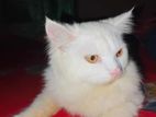 Persian Cat For Sell