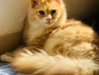 Persian Cat for Sell