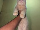 Persian Cat For Sell Low Price