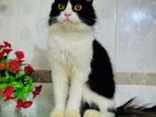 Persian Cat. for sell .Male/ female