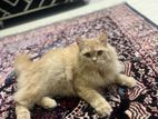 Persian cat for sell with babies