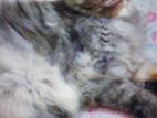 Persian Cat Full Family