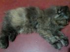 Persian Cat Full Original