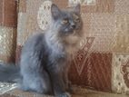 PERSIAN CAT gray and calico