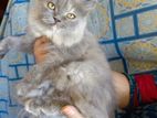 PERSIAN CAT Gray Color