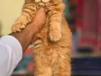 Persian Cat High Quality