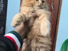 Persian Cat High Quality