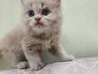 Persian Cat Kitten Fawn