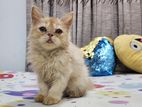 Persian Cat Kitten Female