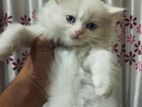 Persian Cat Kitten (female) Triple Coat