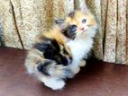 persian cat kitten