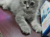 Persian cat kitten