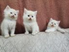 Persian Cat Kitten