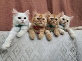 Persian Cat Kitten