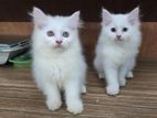 Persian Cat Kitten