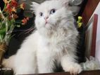 Persian Cat Kitten