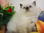 Persian Cat Kitten