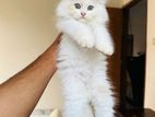 Persian cat kitten