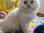 Persian cat (kitten)