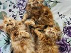 Persian Cat Kitten