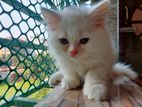 Persian Cat (Kitten)