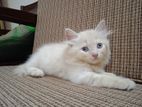 Persian cat/kitten