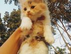 Persian Cat Kitten