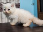 Persian Cat Kitten Male