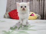 Persian Cat Kitten Male