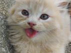 Persian Cat Kitten (Male) Traditional