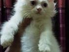 Persian Cat Kitten (male) Triple Coat. Blue Eyes