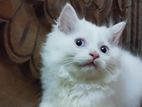 Persian Cat Kitten (male) Triple Coat