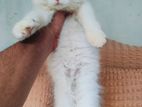 Persian Cat Kitten (male) Triple Coat