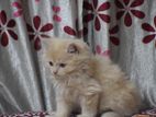 Persian Cat Kitten (Male) Triple Coat