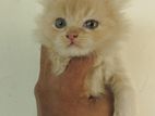 Persian Cat Kitten (Male)Traditional