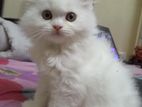 Persian Cat Kitten. পারসিয়ান বিড়াল। parsian