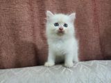 Persian Cat Kitten Traditional