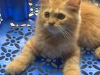 Persian Cat kittens /বিদেশি বিড়ালের বাচ্চা