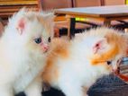 Persian Cat/Kittens for Sale - 2 Purebred Male