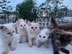 Persian Cat Kittens